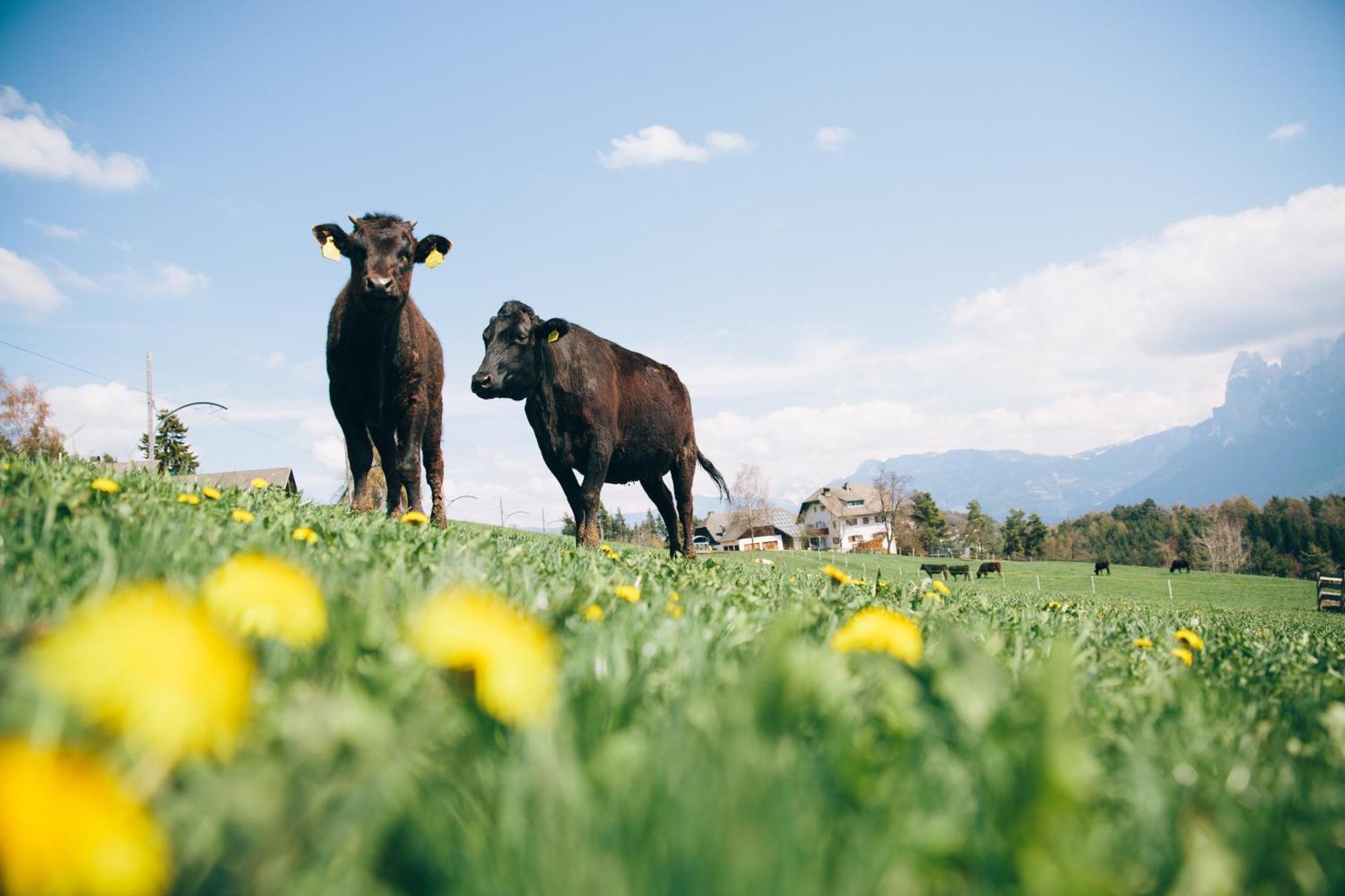Alpin Farm Birke - Oberweidacherhof Collalbo Luaran gambar