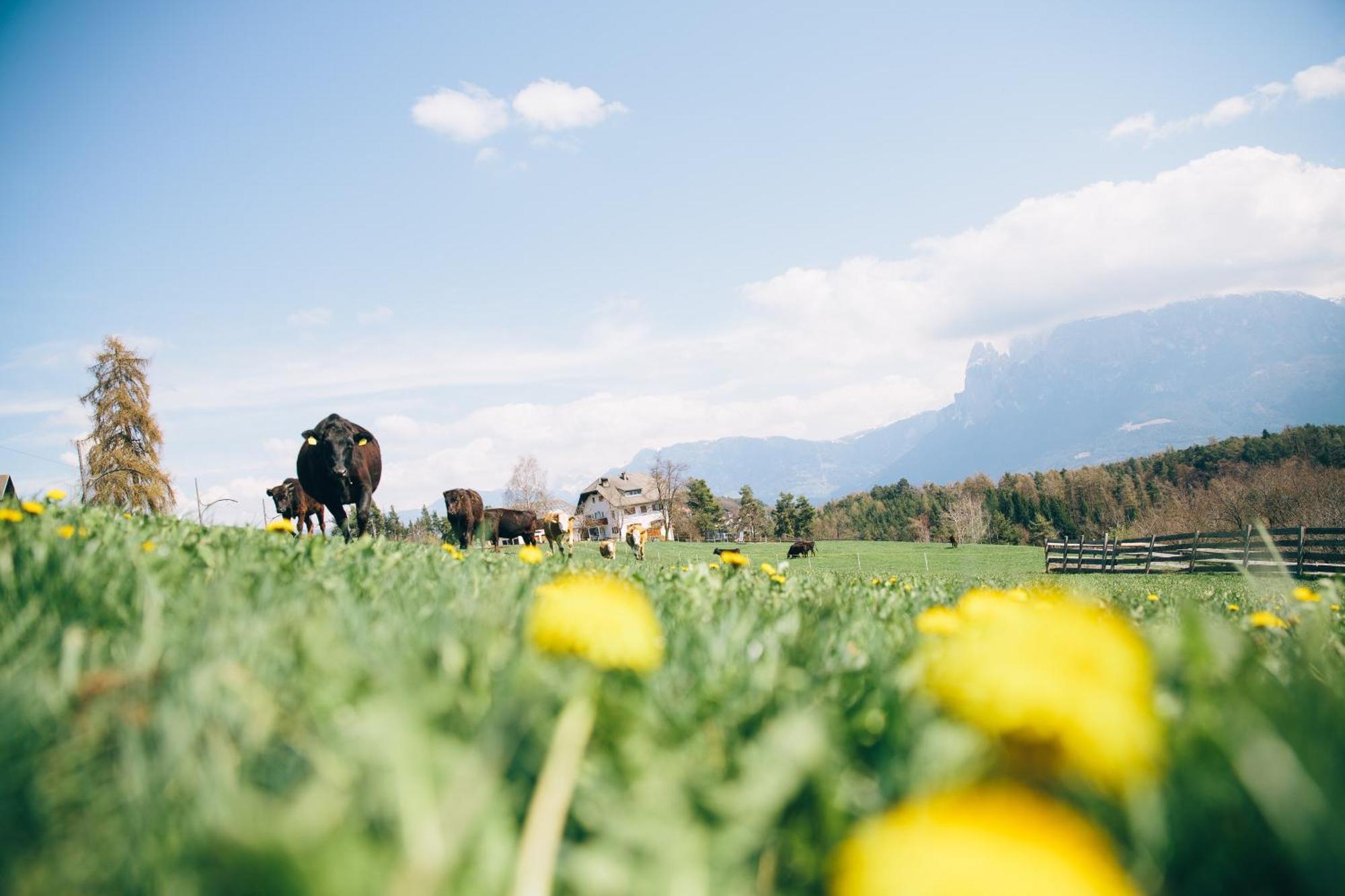 Alpin Farm Birke - Oberweidacherhof Collalbo Luaran gambar